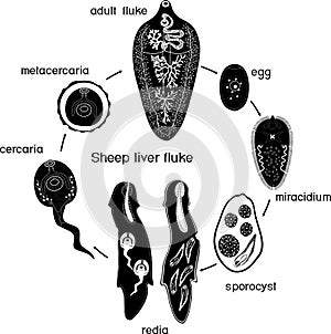 Black silhouette of with Life cycle of Sheep liver fluke Fasciola hepatica isolated on white photo